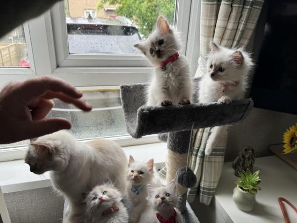 Image 3 of Ragdoll kittens for sale