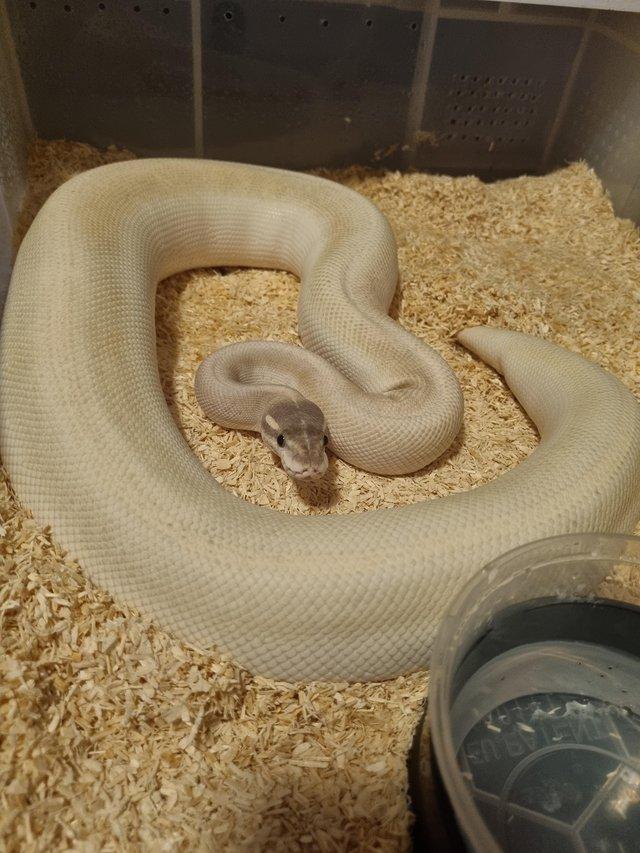 Preview of the first image of CB21 Super mojave GHI female ball python.