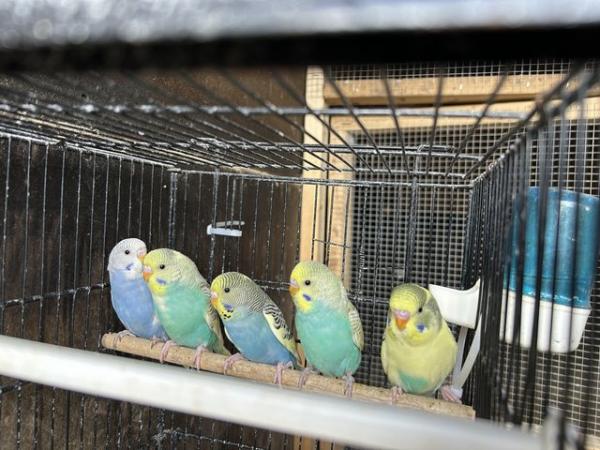 Image 1 of Baby budgies for sale £20 each