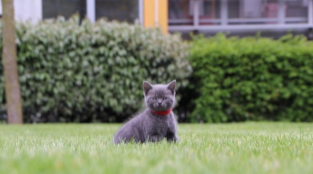 Image 5 of British Blue Kittens for sale
