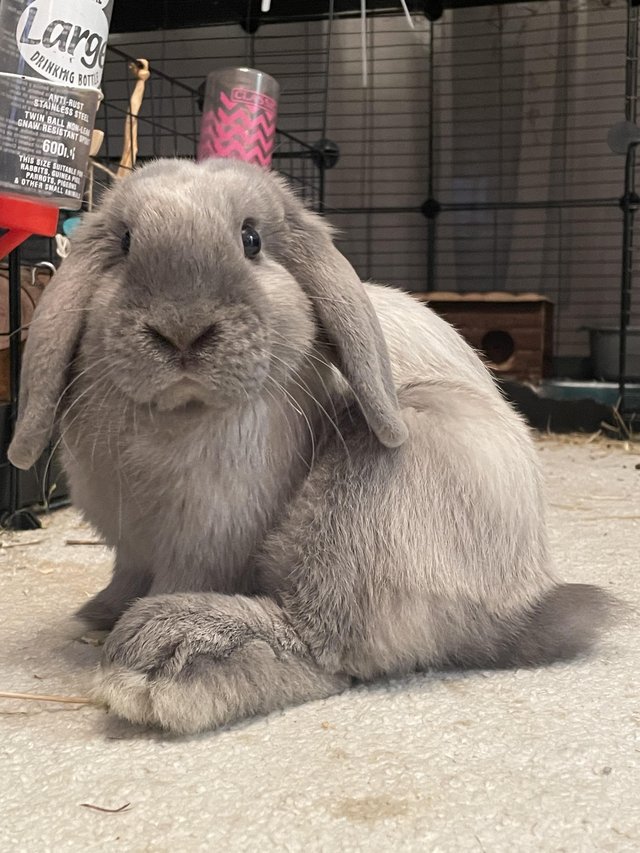 Preview of the first image of Indoor rabbit Eeyore looking for his forever home.