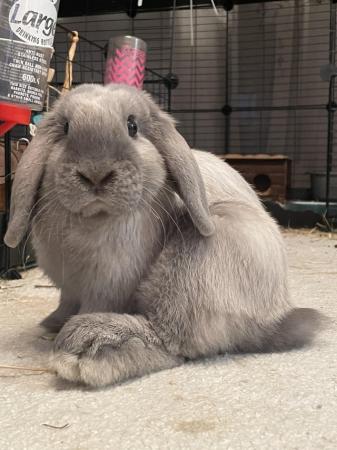 Image 1 of Indoor rabbit Eeyore looking for his forever home