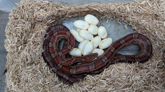 Image 4 of 2x corn snakes , breading pair
