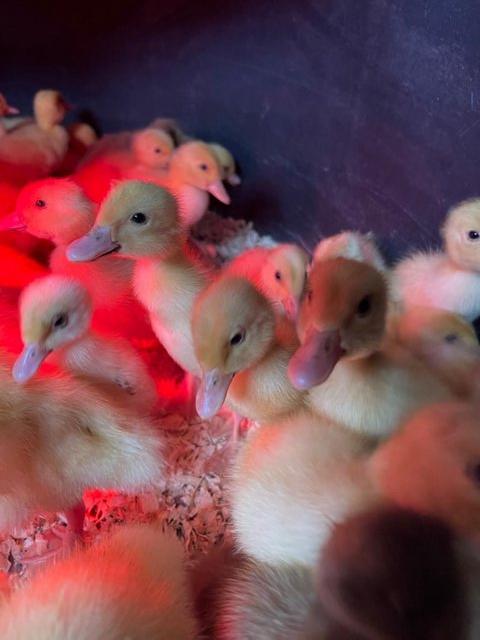 Preview of the first image of WHITE CAMPBELL DUCKLINGS ready now.