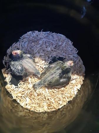 Image 2 of Baby cockatiels ready for handrearing