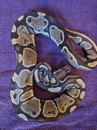 Image 1 of Various Royal Pythons for Rehoming