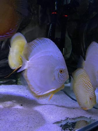Image 4 of Chens discus all large ones ( some free )