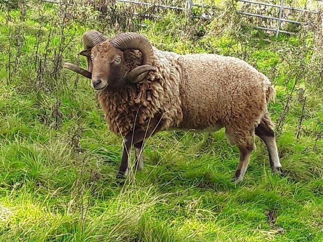 Preview of the first image of Castlemilk Moorit Ram - Offers.