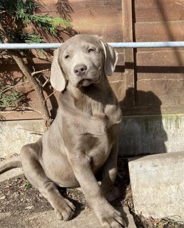 Image 4 of 5 generations pedigree silver Labrador puppies
