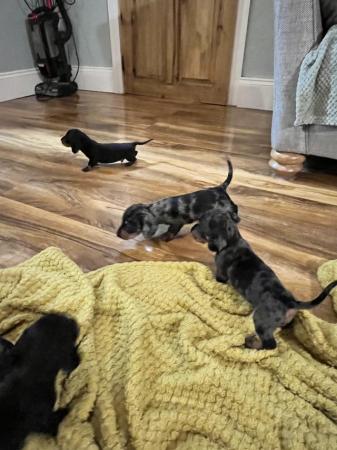 Image 7 of READY NOWMidi dachshund puppies