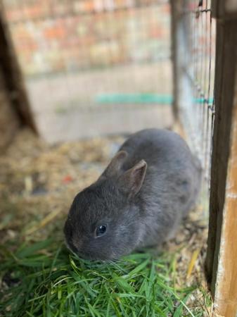 Image 3 of Friendly Male Grey Pure Netherland Dwarf Rabbit