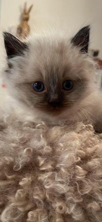 Image 7 of Ragdoll Kittens - Born Sunday 31st March