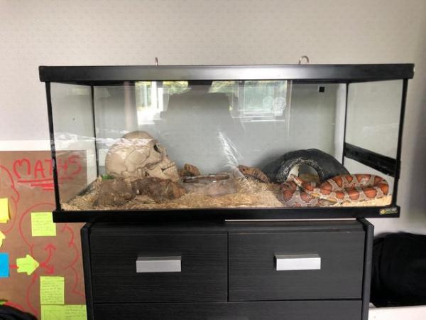 Image 4 of Corn Snake with full set up included