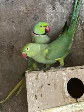 Image 5 of Pair of green ringnecks for sale