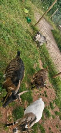 Image 3 of Pygmy goats group of four