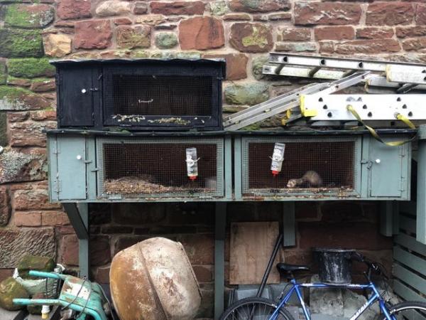 Image 1 of Joiner made ferret hutches with pole cat hob ferret £90