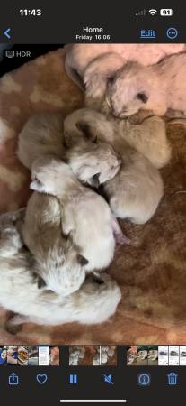 Image 5 of Ragdoll kittens 10 days old