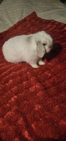 Image 5 of House rabbit seal point mini lop