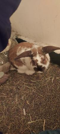 Image 2 of male rabbit for sale with full cage