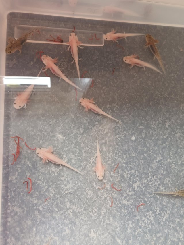 Preview of the first image of 3 months and 2weeksold baby axolotles ready to go now.