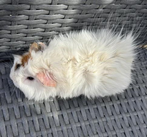 Image 4 of Beautiful fluffy guinea pig