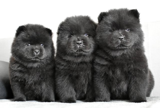 Image 3 of Chow chow puppies **READY TO GO**