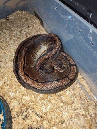 Image 1 of Male Pinstripe royal python for sale