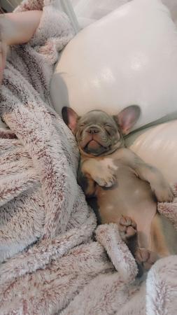 Image 9 of Life is better with a frenchie