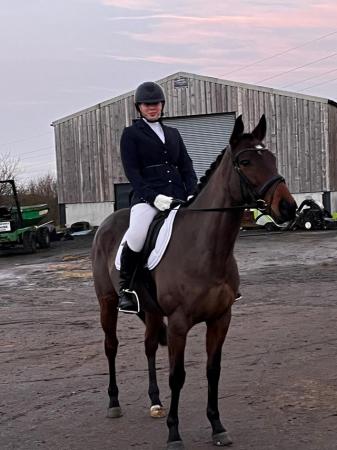Image 3 of 6 YO thoroughbred mare for sale