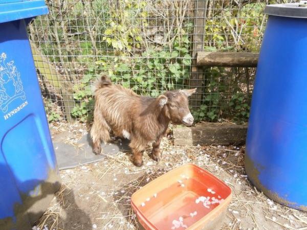 Image 2 of Pygmy Goat Yearling Nannies