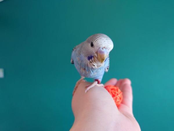 Image 8 of Hand reared silly tame baby budgie for reservation
