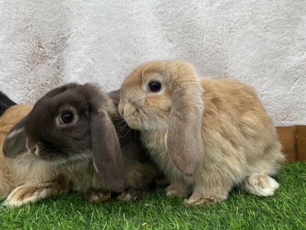 Image 7 of Friendly Pure Bred Baby Mini Lop Rabbits