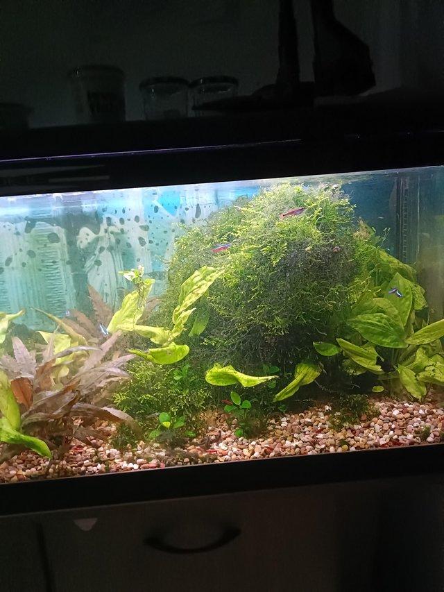 Preview of the first image of Java moss. Aquarium plant. £2.50 a hand full..