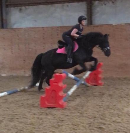 Image 2 of Looking for a sharer for my 14.3h, 12 year old friesian x
