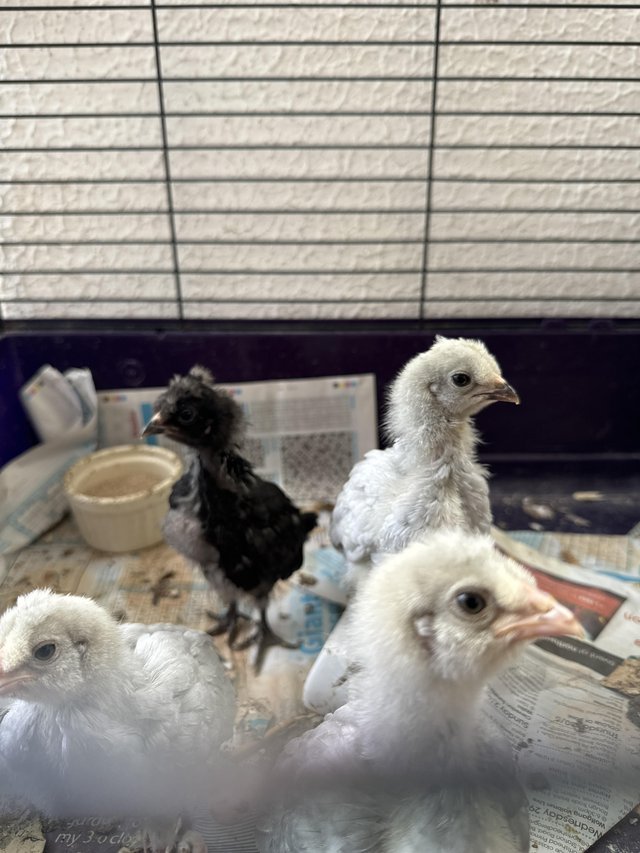 Preview of the first image of Aracuna Bantams - 4 weeks.