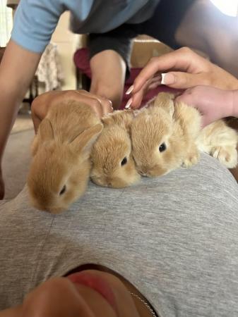 Image 2 of Baby bunnies for sale will be ready in 3 weeks