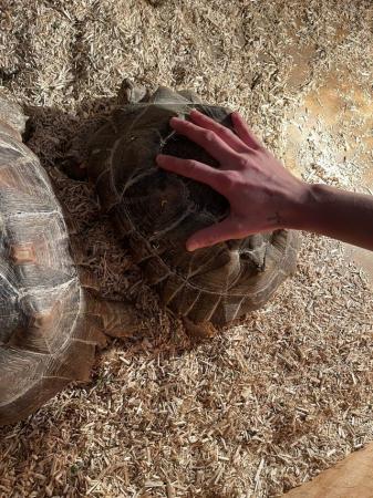 Image 6 of 2 South African sulcata tortoises