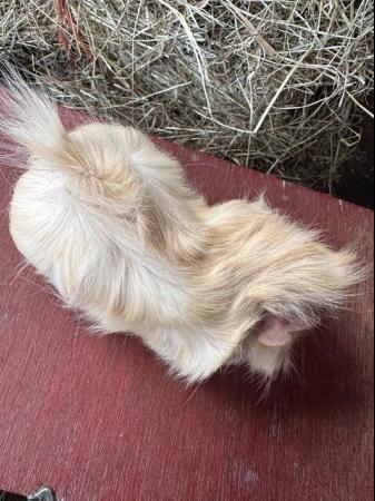 Image 4 of Funky haired male guinea pig.