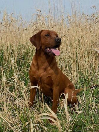 Image 6 of UK'S MOST EXTENSIVELY HEALTH TESTED LABRADOR STUD