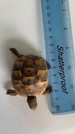 Image 4 of 2023 Turkish Spur-Thighed baby tortoises
