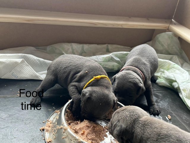 Preview of the first image of 7 beautiful champion blue Staffordshire bull terrier puppies.