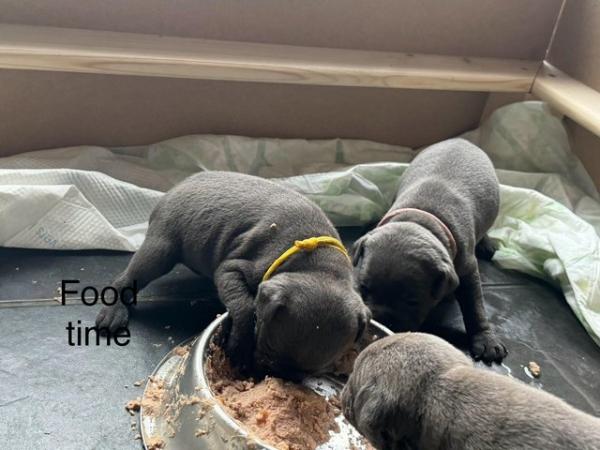 Image 15 of 7 beautiful champion blue Staffordshire bull terrier puppies
