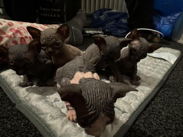 Image 17 of 5 Sphynx kittens for sale, 2 boys, 1 girl left £600 each