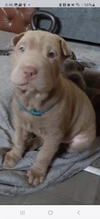 Image 2 of Sharpei puppys  for sale