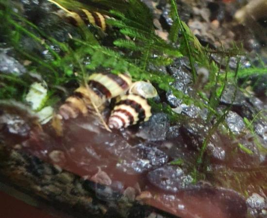 Image 3 of Assasin snails for sale