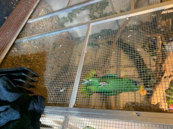 Image 5 of amazon yellow front parrot for sale