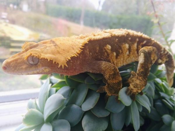 Image 8 of Big Chonky Male Crested Gecko