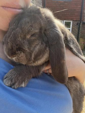 Image 7 of French lop choclote otterDoe for sale 16 weeks old