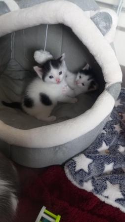 Image 1 of Black female,white and black male kittens,£25 each or £50 bo