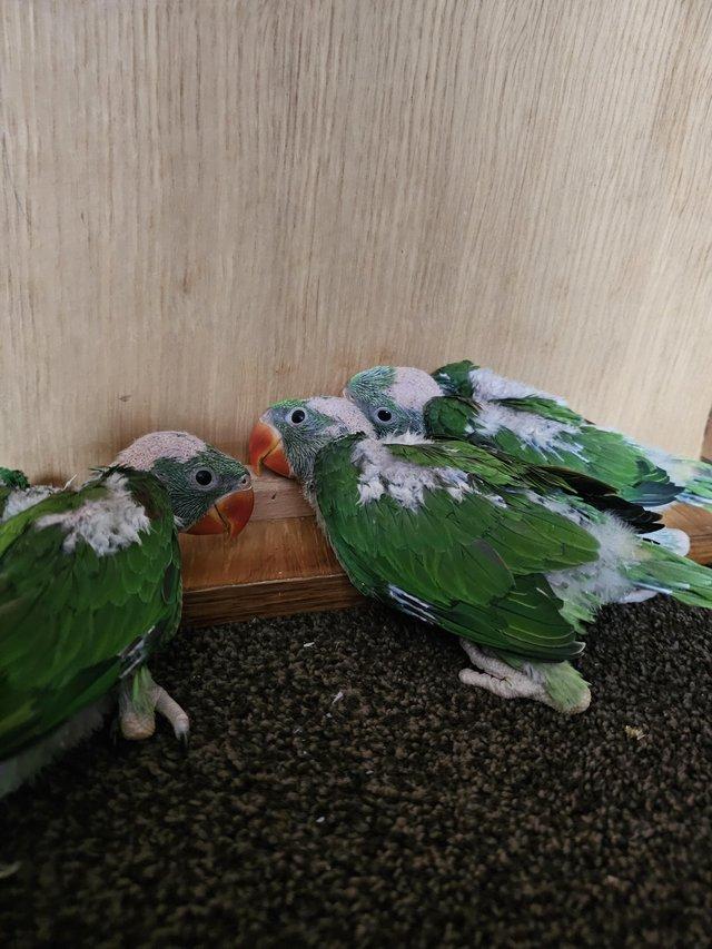 Preview of the first image of baby alexandrine parrots for sale.